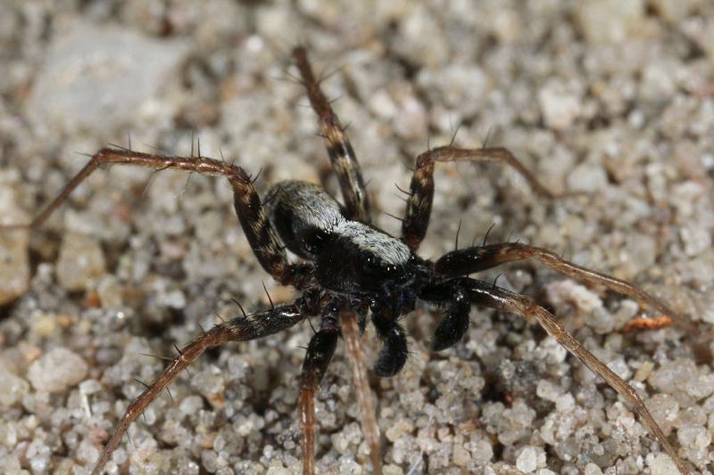 Pardosa_lugubris_D7405_Z_89_NP De Hoge Veluwe_Nederland.jpg